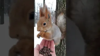 Белка молодец / Squirrel well done