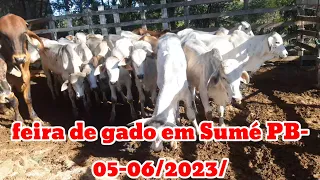 FEIRA DE GADO EM SUMÉ PB -05/06/2023/