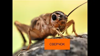 О сверчках