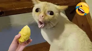 Nuevos animales divertidos 😂 Videos de perros y gatos más divertidos 😹🐶 Parte 6