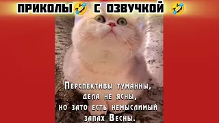 есть запах весны смотри смешные картинки мемы котики приколы с озвучкой 🤣