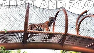 Auckland Zoo [July 2023] The Animals #today  🇳🇿