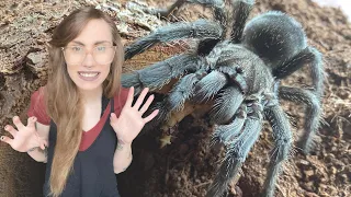 The INFAMOUS Brazilian Black TARANTULA (ft Dark Den Exotics Lair Tom Moran Reptiliatus Sweet Escape)