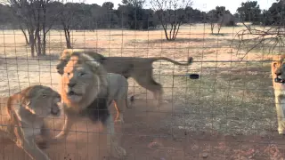 Hungry lions getting meat. AFRICA