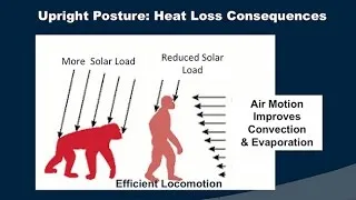 CARTA: Unique Features of Human Skin– Sweating Thermoregulation and Water Balance