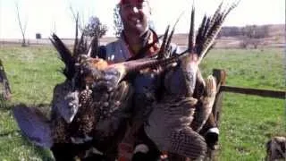 Bow Hunting Pheasant