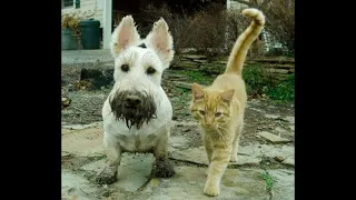 😺 Take your slob! 🐕 Funny video with dogs, cats and kittens! 😸