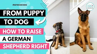 How to raise a German Shepherd 🐕‍🦺 puppy. Health, Nutrition & Training Complete Guide.