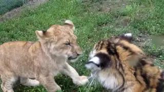 Baby Lion & Tiger playing