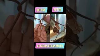 BEFORE AND AFTER ATTACUS ATLAS MOTH