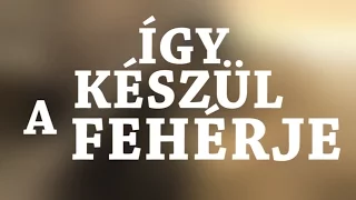 Hogyan készül a fehérje? A legkedveltebb táplálékkiegészítő gyártása