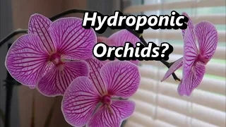 Repotting an Orchid (Phalaenopsis) into Semi Water Culture