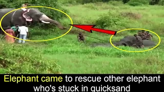 Elephant came to rescue other Elephant who's stuck in quicksand