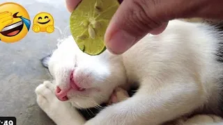 Now Funny Animal 🤣😂 Cats and Dogs Videos 🤣 Cute 🥰#2024#2023#109