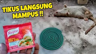 Tikus Langsung Mampus !! Buat Racun Tikus Paling Ampuh, Tikus di Rumah langsung Mati