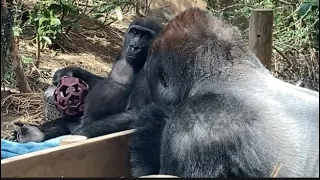 キンタロウが遊ぶ様子をじーっと見る父モモタロウ🦍👀　Father Momotaro stares at Kintaro playing🦍👀