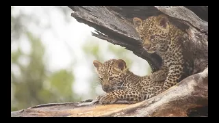 LEOPARDS and LIONS with cubs