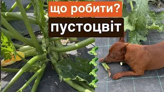 Чому немає кабачків? ПУСТОЦВІТ 🥒що робити?