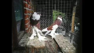 Голуби друга //хрестові монахи,дутиші,індійські павичі .Pigeon friend german nun,pouter.