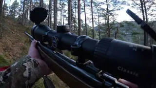 Red Deer Hunting In Fusa Norway - Hjortejakt Vestland 2023