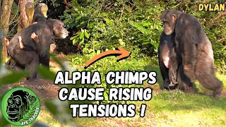 Alpha Chimps Cause Tensions To Rise ! #animals