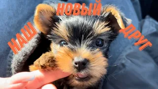 Покупаю щенка Йорка | Первый месяц малыша🐶