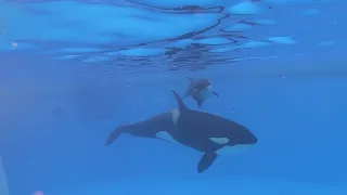 10º aniversario del rescate de la orca Morgan