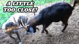 GUARD DOG PUPPY ATTACKED BY MOMMA GOAT - THIS TOOK ALL DAY TO CLEAN UP!