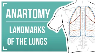 Surface Anatomy of the Lungs