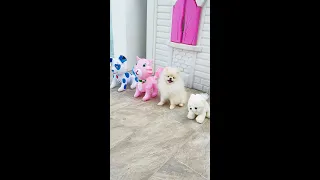 Tik Tok Chó Phốc Sóc Mini 😍 Funny and cute Pomeranian puppy! 🐶 Pets Small Stories #shorts