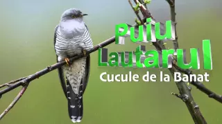 Mama Cucule de la Banat - Puiu Lautarul, Mai tare ca Florin Salam