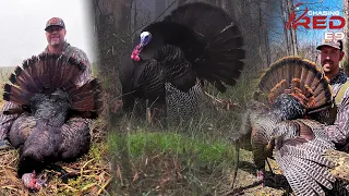 When NOT To Call At Turkeys, Two Long Beards In 4 Hours #turkeyhunting #hunting
