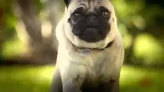 Doritos Superbowl Commercial: Pug Attack