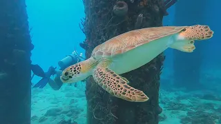 St Croix - Sea Turtles