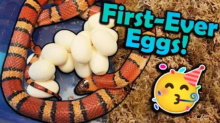 Our Variable Kingsnake Laid Eggs!! A New Species!!