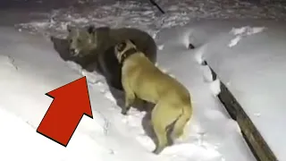 BEAR VS 2 CHANNELS! Bear vs dogs!