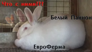 Что теперь с ЕвроФермой и Кроликами?!?