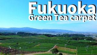 【Fukuoka/Yame】Walking at Yame City（Green tea, matcha, sencha etc）