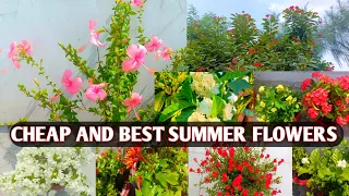 BEST SUMMER FLOWERING PLANTS IN INDIA WITH PRICES | CHEAP AND BEST SUMMER FLOWERS