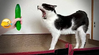 🐕🤣 Best Cats and Dogs Videos 😅🐶 Funny Animal Videos #13