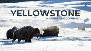 Yellowstone A Cinematic Journey | Sony A7s III | Sigma 60-600mm DG DN | 10x Zoom Mirrorless Wonder