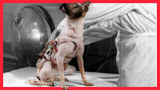 Laika the Astronaut Dog: Sad Reality of Early Space Exploration