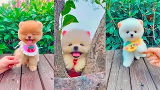 Милый и смешной щенок шпиц ТикТок /Chó Phốc Sóc Mini /Cute puppies Funny TikTok