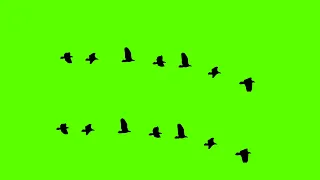 Crow flying green screen -BiRDs&tEcHNicAl