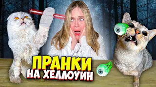 13 ПРАНКОВ на ХЕЛЛОУИН от КОТА КЕВИНА над зверопапой!