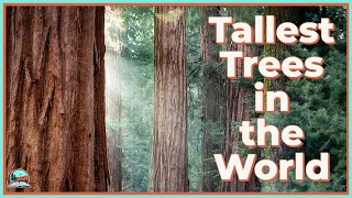 How California Redwoods Grow So Tall