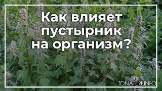 Как влияет пустырник на организм? | toNature.Info