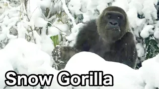 Gorilla◆Don't catch a cold, Mom Genki! Worried about her eating food in the snow. KyotoZoo