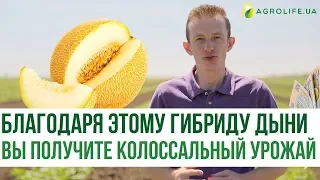 Благодаря этому гибриду дыни, вы получите колоссальный урожай | Agrolife.ua рекомендует!