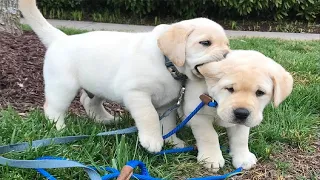 Funniest & Cutest Labrador Puppies #1 - Funny Puppy Videos 2022